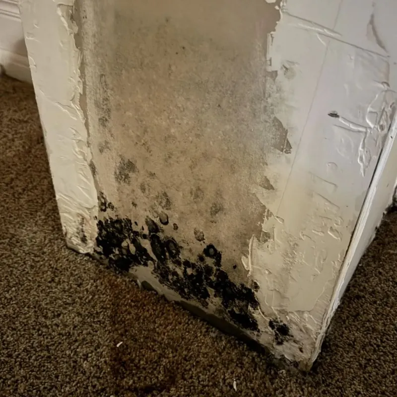 Professional Mold Removal in Saukville, WI